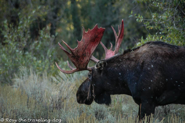 More moose pics