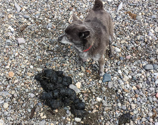 Thursday thoughts with Torrey - Yellowstone grizzly poo