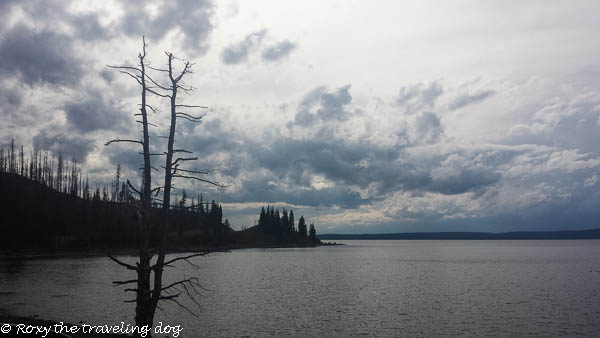 Thursday thoughts with Torrey - Yellowstone