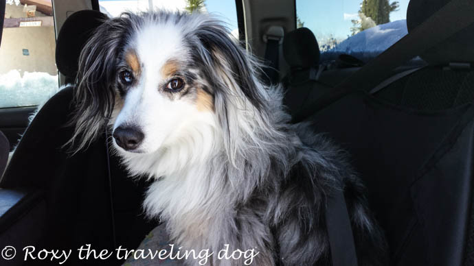 How to have the safest traveling dogs, clickit