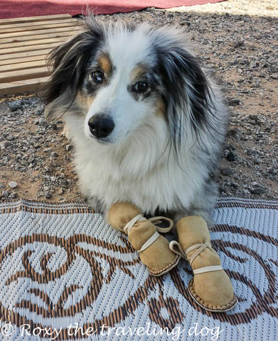 Torrey has a new pair of dog moccasins, dog shoes