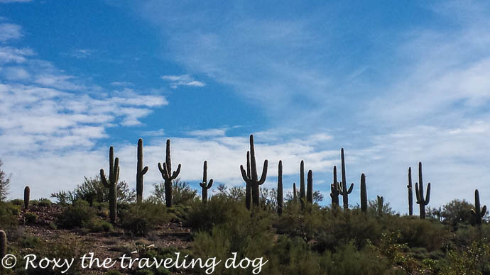Boondocking near Wickenburg, Arizona, saguaro cactus
