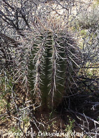 Boondocking near Wickenburg, Arizona, baby saguaro cactus