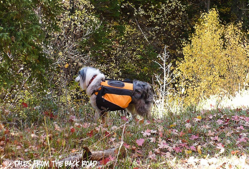 Kyjen outward hound dog backpack review