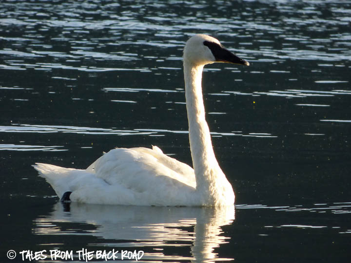 Swan swimming on the  lake