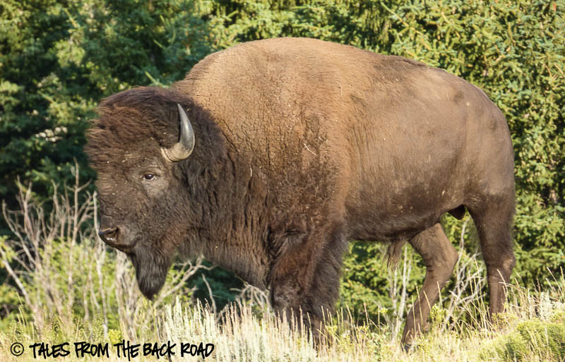 Big male bison