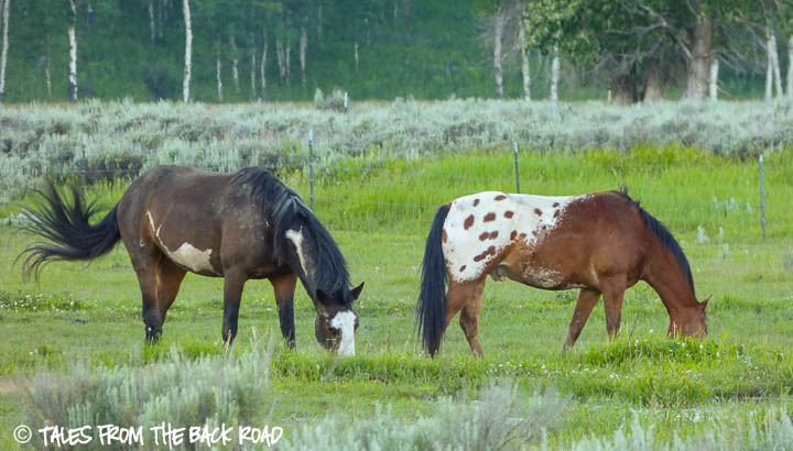 2 horses in pasture