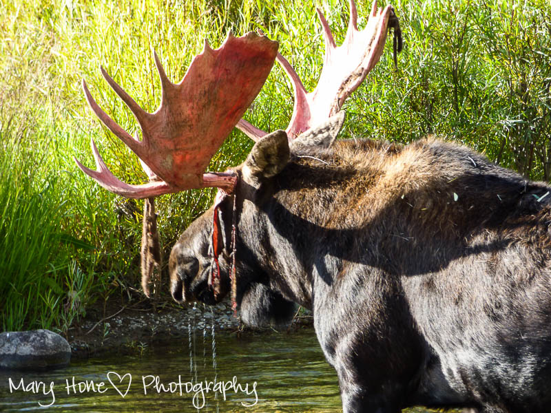 Bull moose in the water (1 of 1)-2