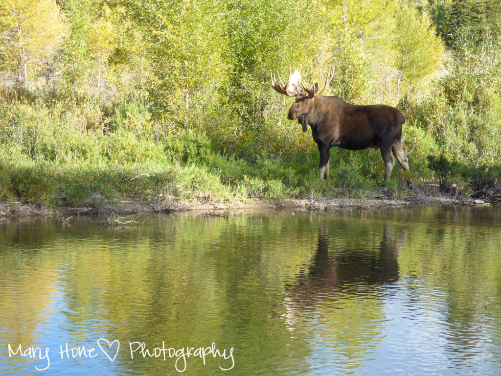Bull Moose in Wyoming
