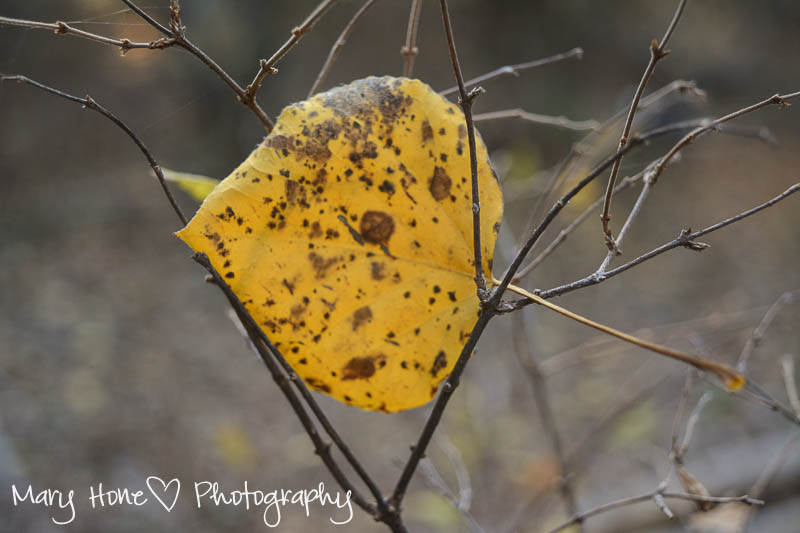 Aspen leaf