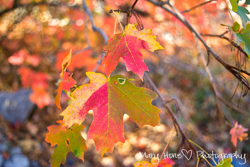 Fall leaves maple
