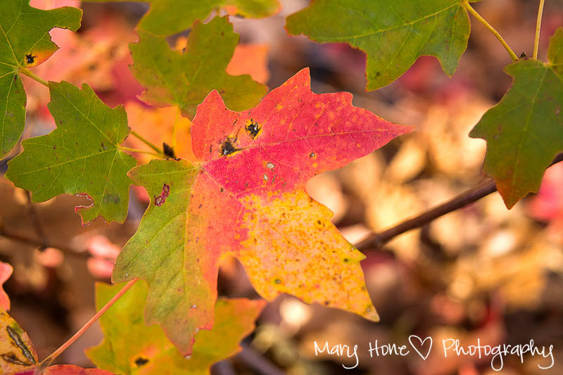 Fall leaves. Mary Hone photography