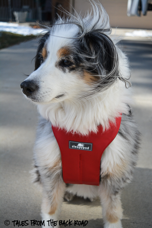 Review of the sleepypod clickit sport. Traveling with dogs 