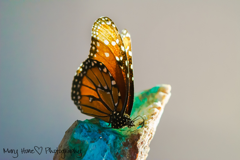 Butterfly and turquoise