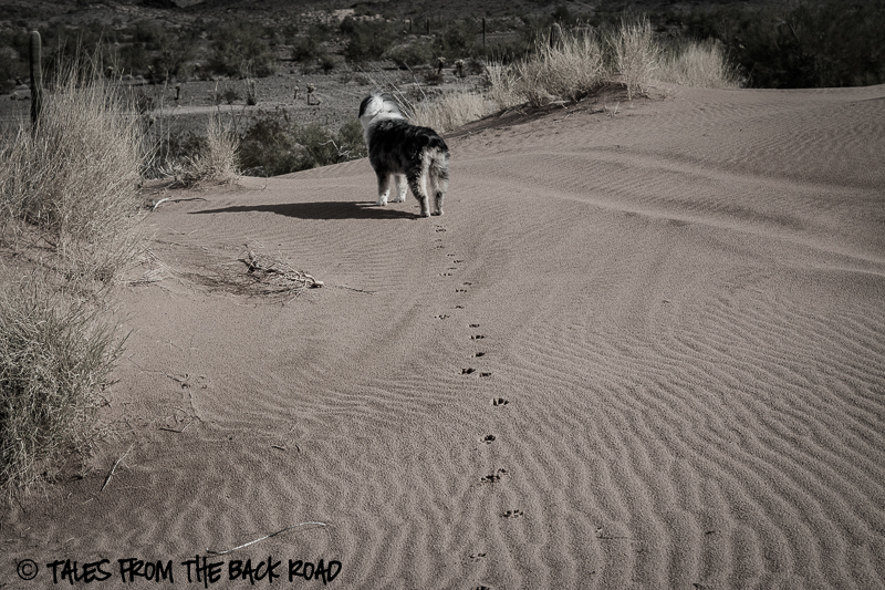 Desert sands, dog in the desert