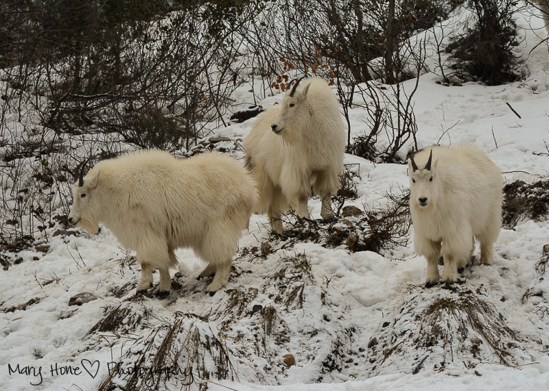 Mountain goats, Wildlife in Wyoming 