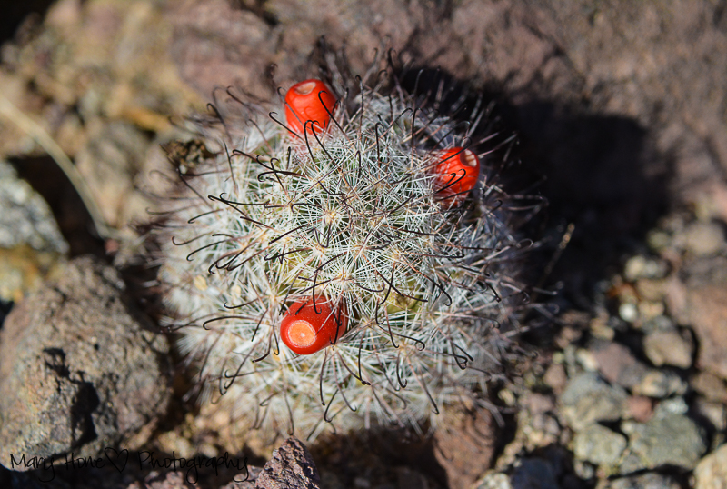New cactus flower buds