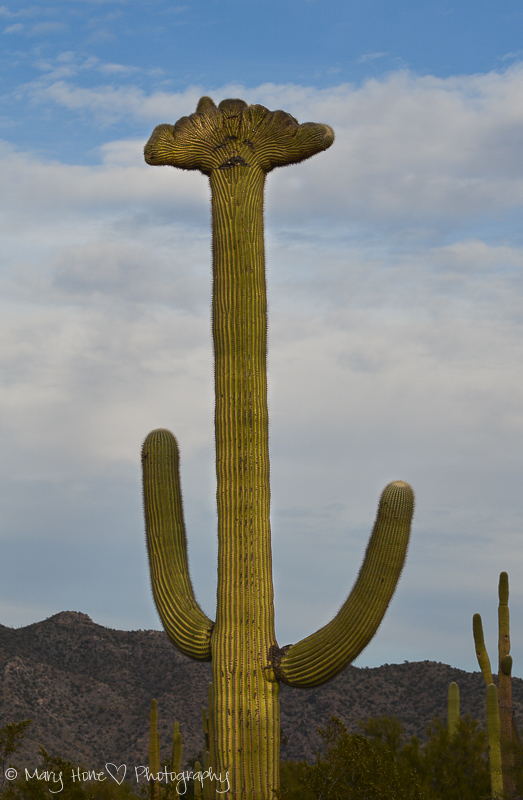 Crested Saguaro cactus 