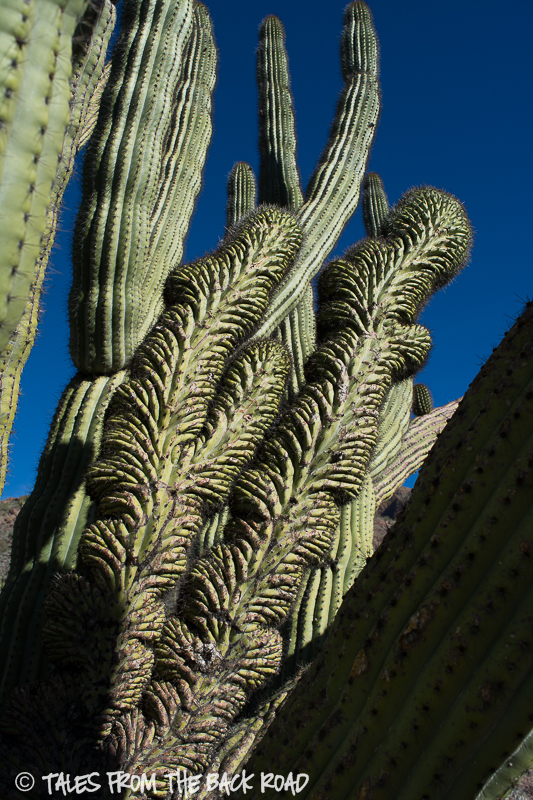 Organ Pipe national monument