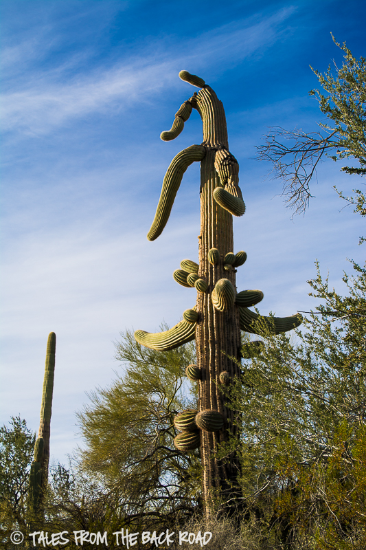 Giant saguaro cactus 