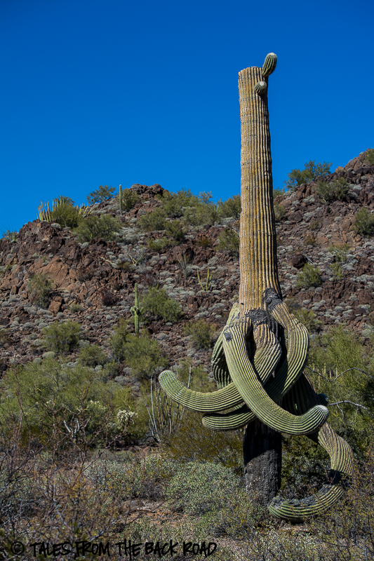 Organ Pipe national monument