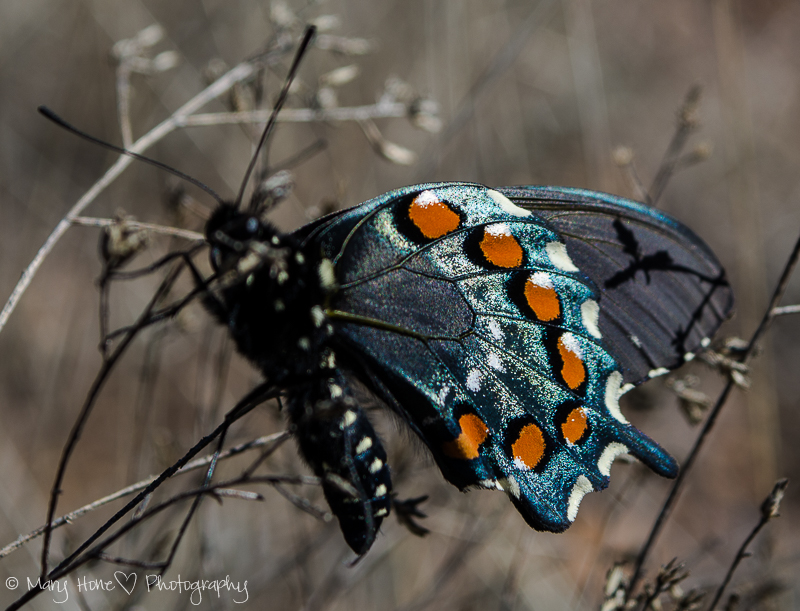 Pipevine swallowtail butterfly 