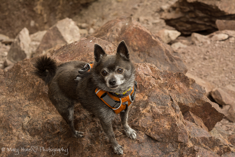 Roxy on a rock