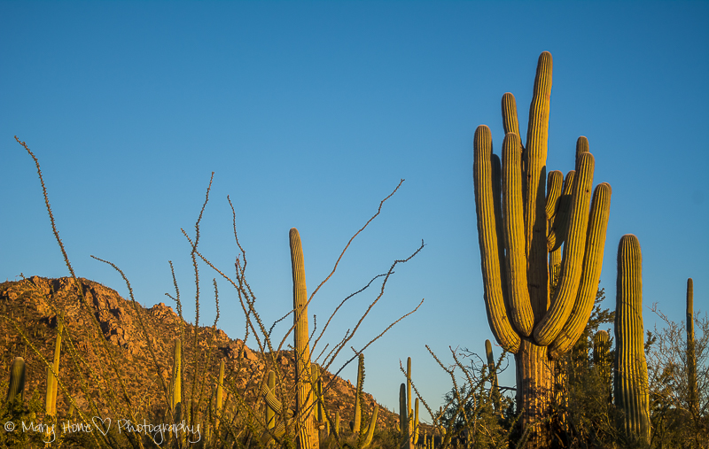 An evening in Saguaro National park 