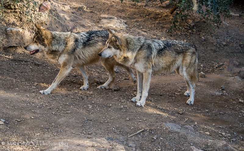 Mexican gray wolves