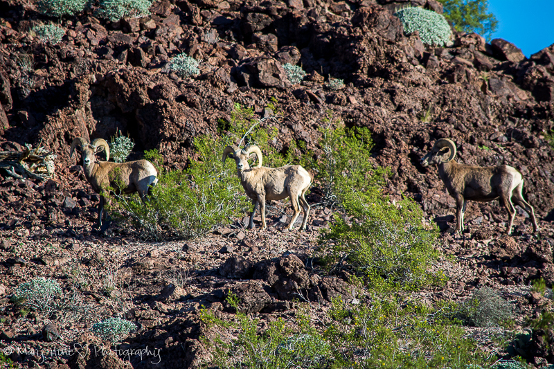 What a great photo op, desert bighorn sheep