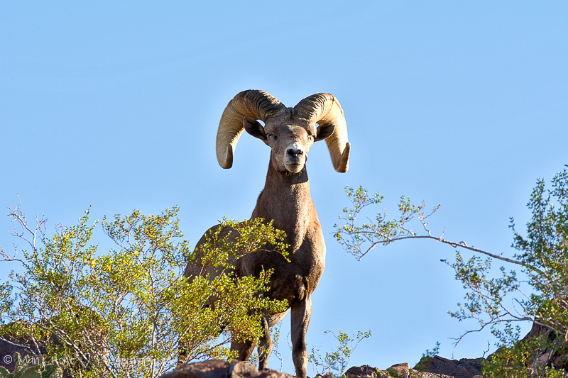 What a great photo op, desert bighorn sheep