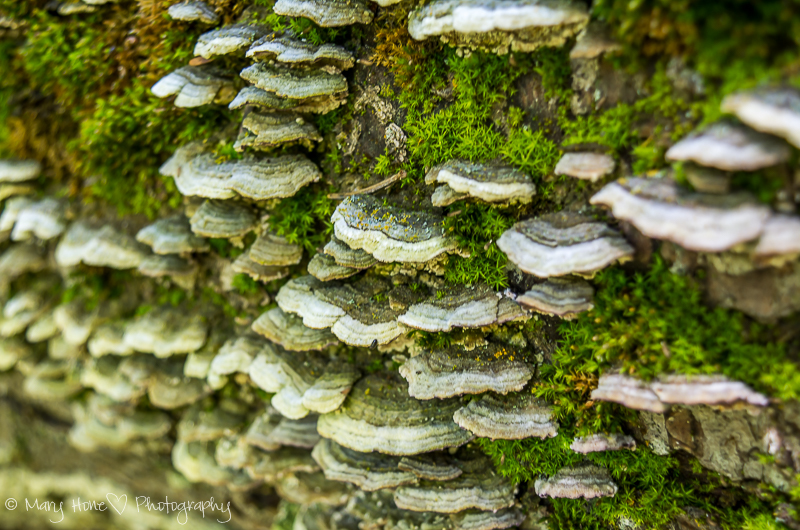Hiking up Rock canyon, mushrooms on a log