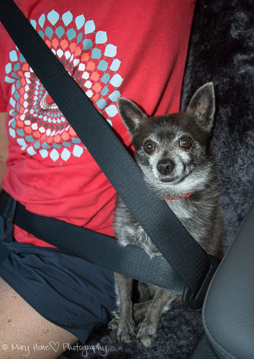 Roxy in the seat belt