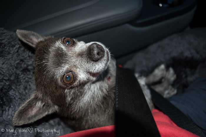 Roxy in the seat belt_