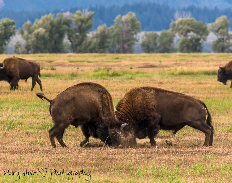 Bison in Grand Teton NP, bulls fighting