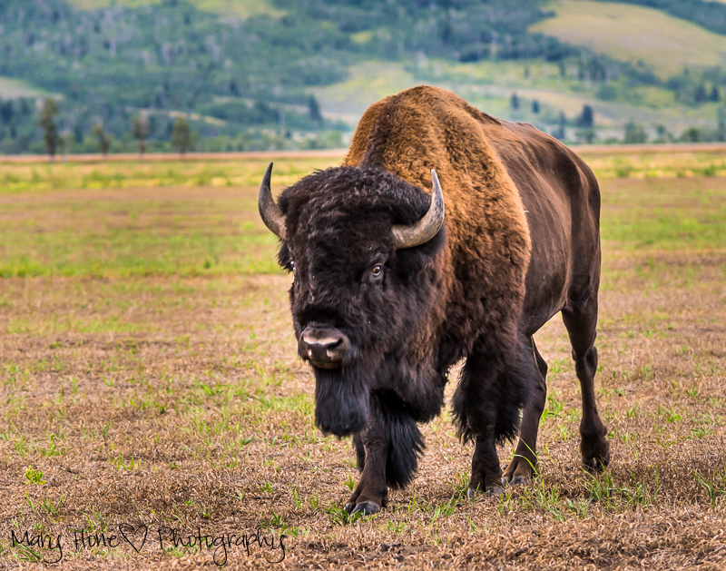 Bison in Grand Teton NP