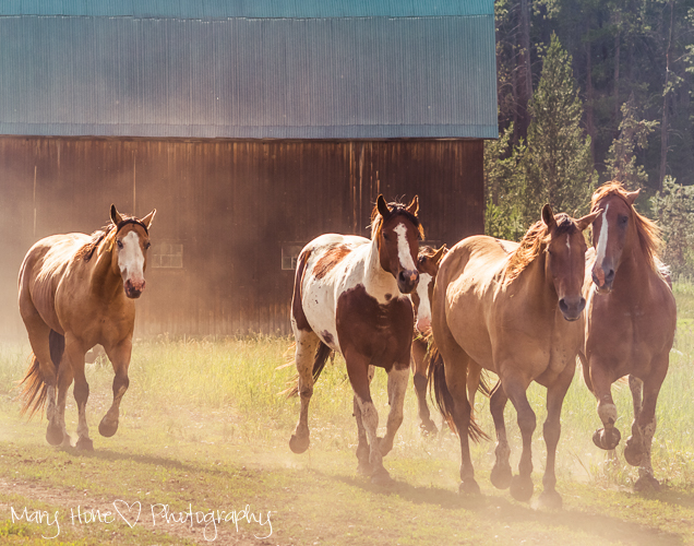 Photographing horses, Jackson Hole wyoming