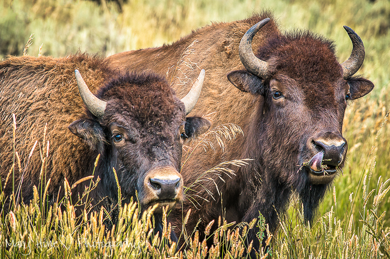 Bison, bison everywhere