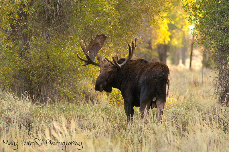 All the angles of a moose, moose in Wyoming 
