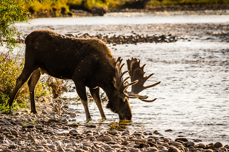 Moose drinking in the river 