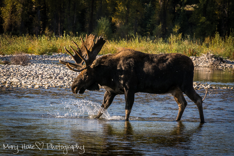 Moose at the river