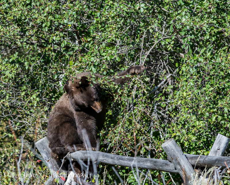 Bear on a fence, If you go down in the woods today