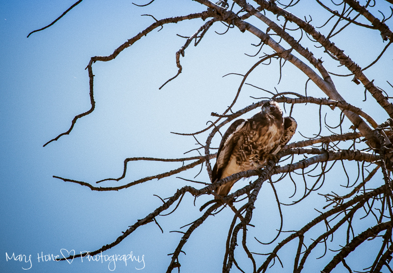Take all the photos. Hawk in a tree