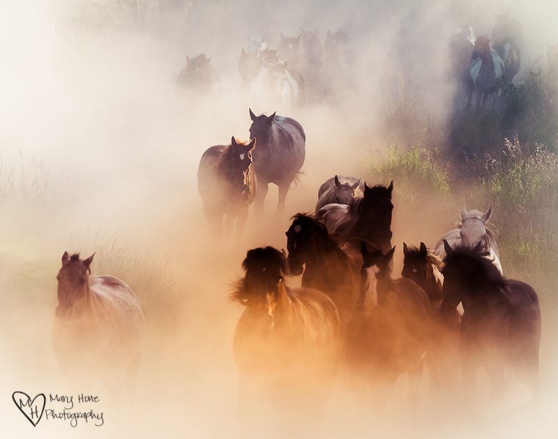A gathering of horses
