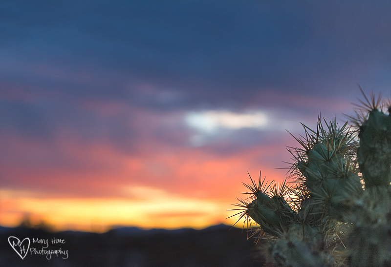 Cactus at sunset in Quartzsite