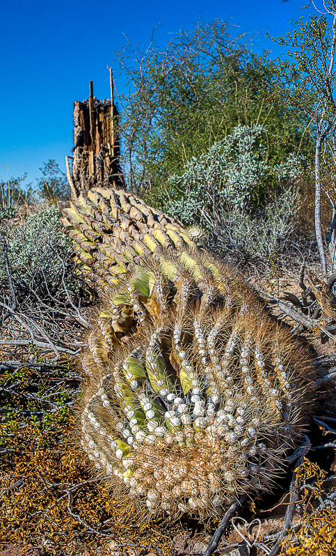 Top of a saguaro cactus