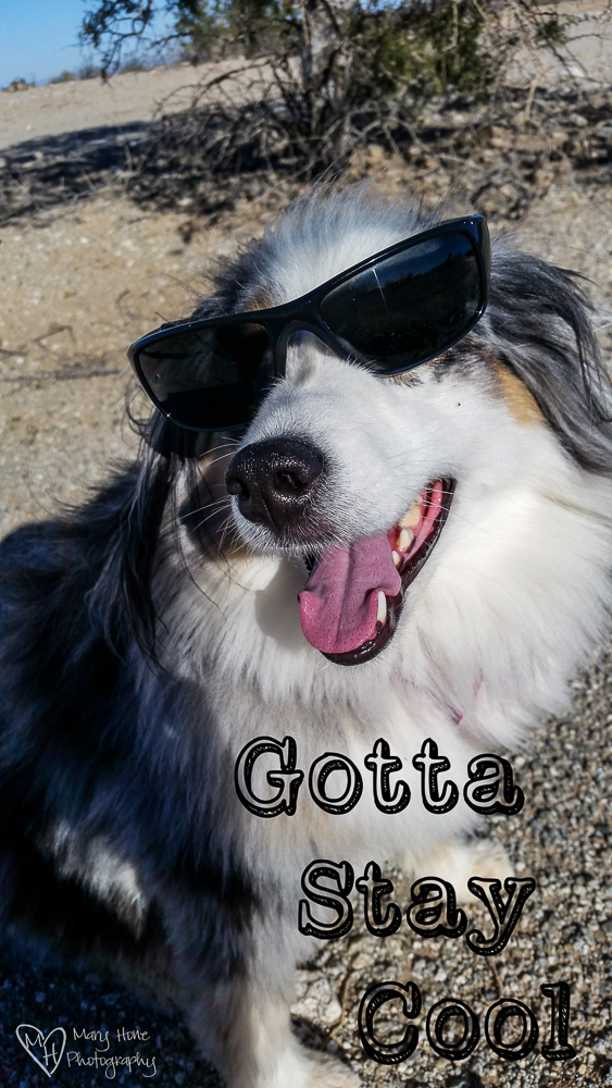 Dog in cool sunglasses 
