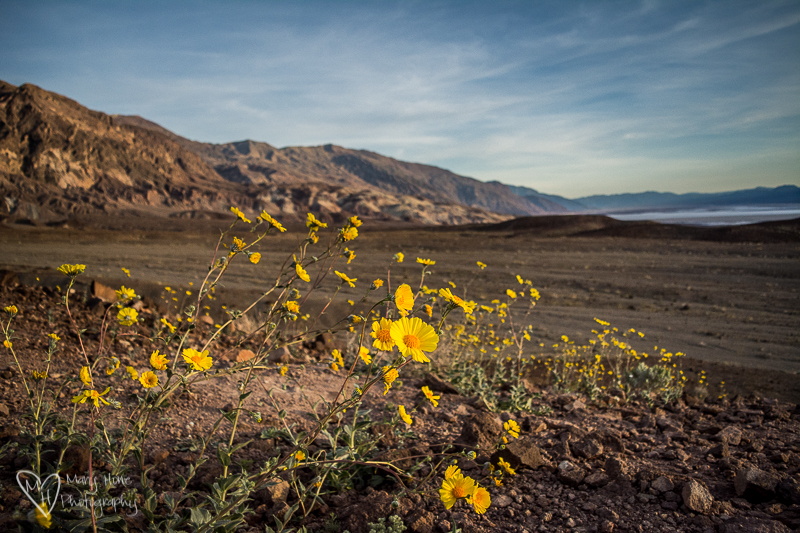 Death Valley Super bloom_