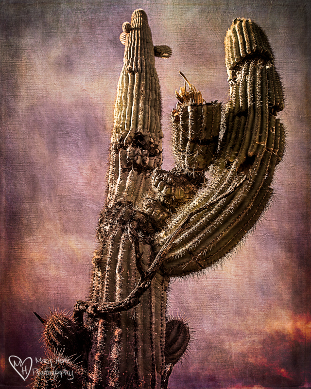 Those gnarly old Saguaro