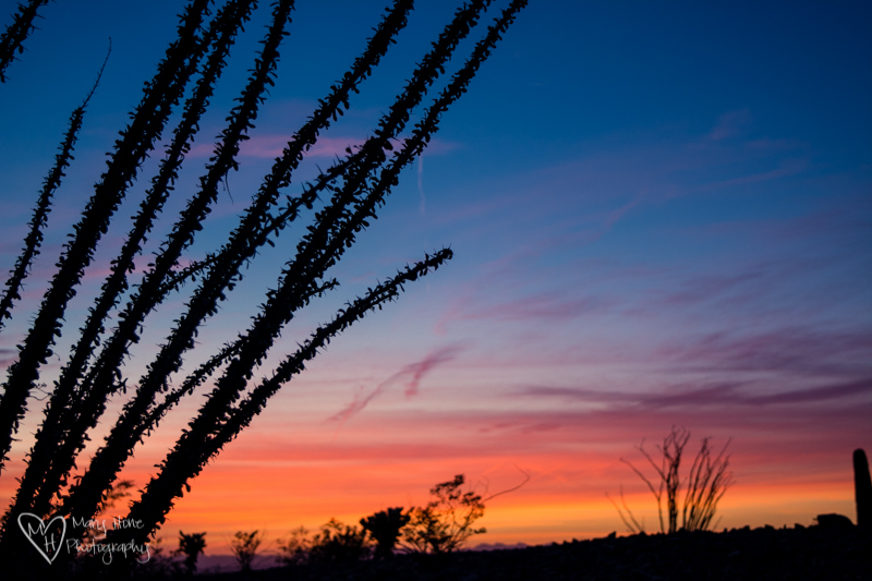 Ocotillo cactus at sunset